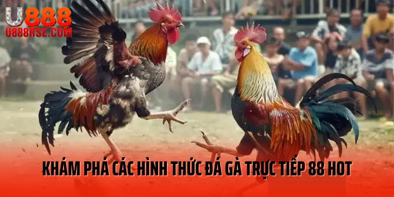 Khám phá các hình thức đá gà trực tiếp 88 hot Khám phá các hình thức đá gà trực tiếp 88 hot