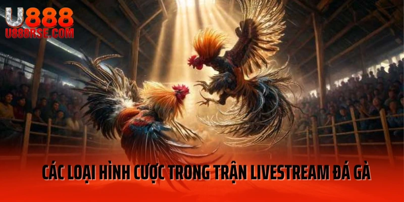 Các loại hình cược trong trận livestream đá gà Các loại hình cược trong trận livestream đá gà
