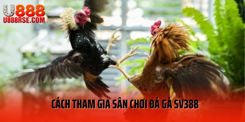Cách tham gia sân chơi đá gà SV388 Cách tham gia sân chơi đá gà SV388