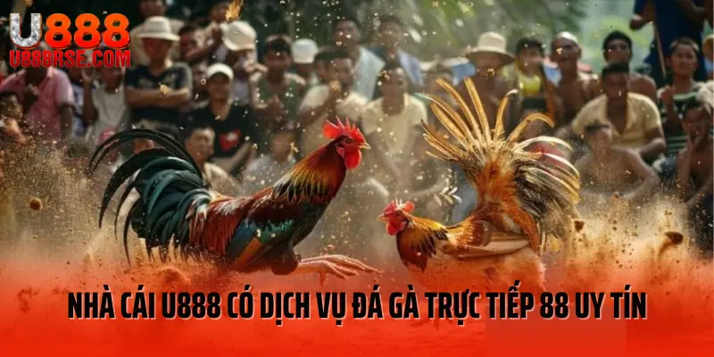 Nhà cái U888 có dịch vụ đá gà trực tiếp 88 uy tín Nhà cái U888 có dịch vụ đá gà trực tiếp 88 uy tín