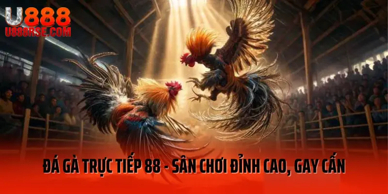 Đá Gà Trực Tiếp 88