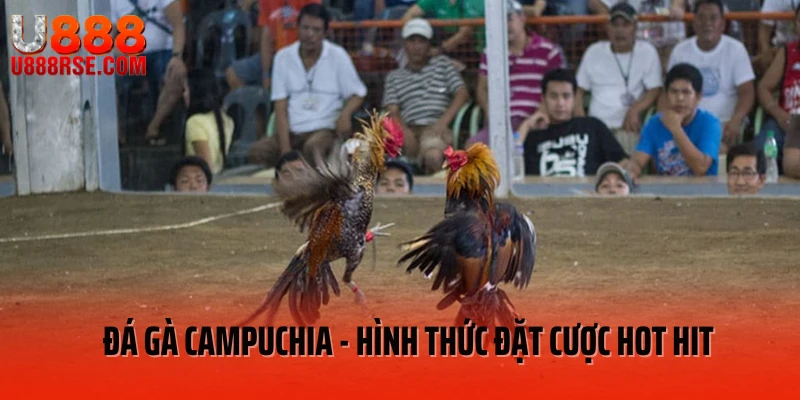 Đá gà Campuchia - hình thức đặt cược hot hit Đá gà Campuchia - hình thức đặt cược hot hit
