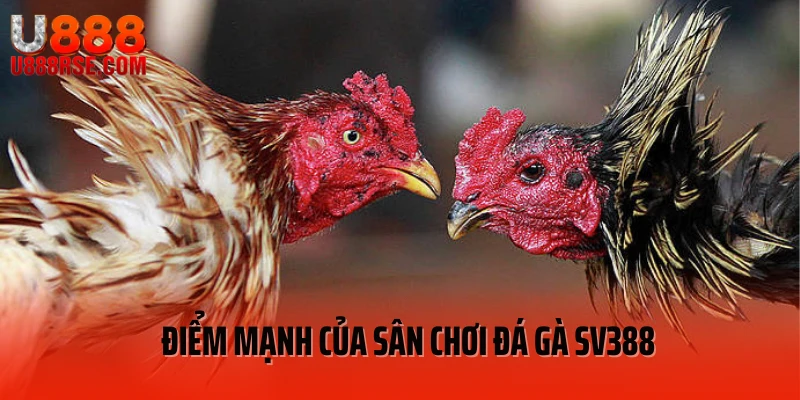 Điểm mạnh của sân chơi đá gà SV388 Điểm mạnh của sân chơi đá gà SV388