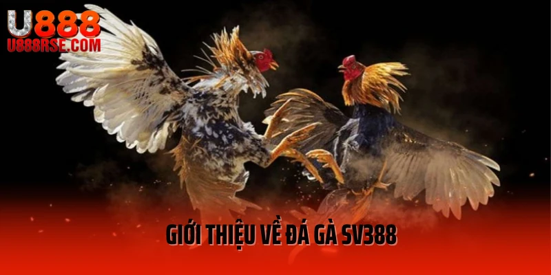 Giới thiệu về đá gà SV388 Giới thiệu về đá gà SV388