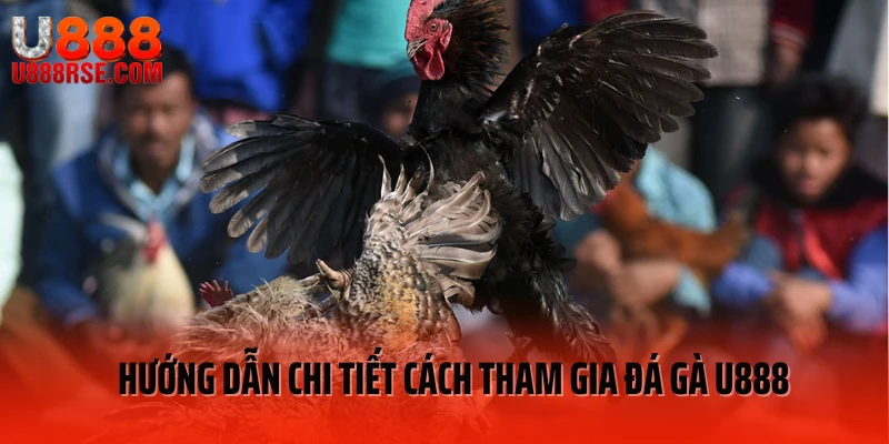 Hướng dẫn bet thủ cách tham gia đá gà U888 đơn giản Hướng dẫn bet thủ cách tham gia đá gà U888 đơn giản
