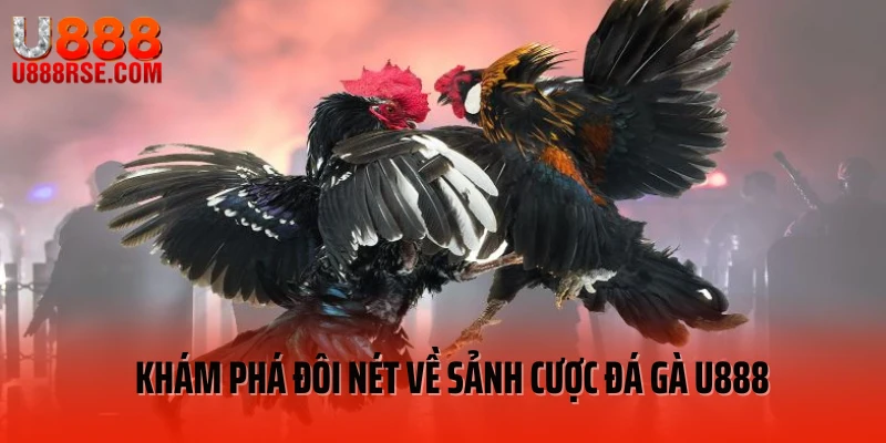 Khám phá đôi nét về sảnh cược đá gà U888 Khám phá đôi nét về sảnh cược đá gà U888