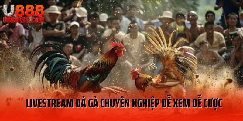 Livestream đá gà chuyên nghiệp dễ xem dễ cược Livestream đá gà chuyên nghiệp dễ xem dễ cược
