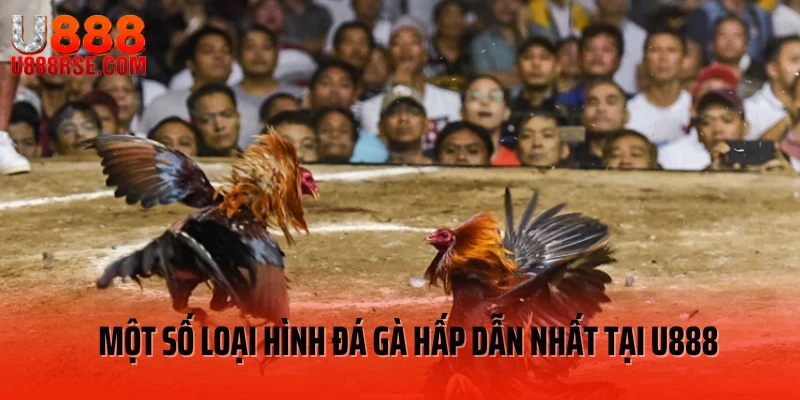 Một số loại hình đá gà hấp dẫn nhất tại U888 Một số loại hình đá gà hấp dẫn nhất tại U888