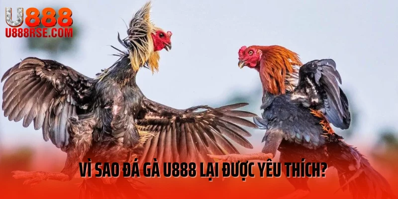 Vì sao đá gà U888 lại được yêu thích? Vì sao đá gà U888 lại được yêu thích?