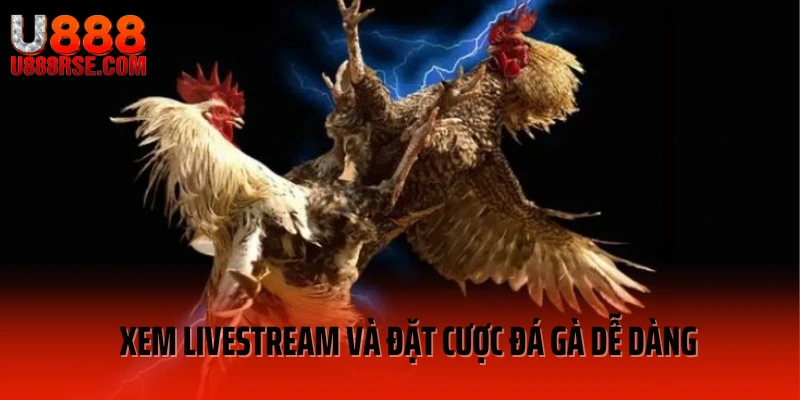 Xem livestream và đặt cược đá gà dễ dàng Xem livestream và đặt cược đá gà dễ dàng